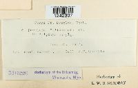 Puccinia solidaginis image