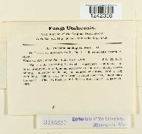 Puccinia solidaginis image