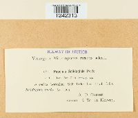 Puccinia solidaginis image