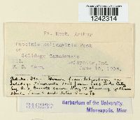 Puccinia solidaginis image