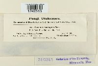 Puccinia solidaginis image