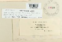 Puccinia sorghi image