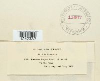 Puccinia sorghi image