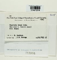 Puccinia sorghi image