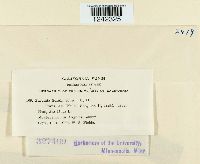 Puccinia sorghi image