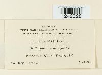 Puccinia sorghi image