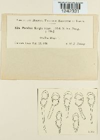 Puccinia sorghi image