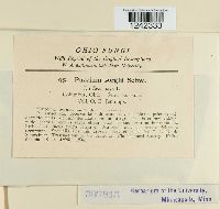 Puccinia sorghi image