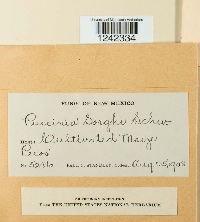 Puccinia sorghi image