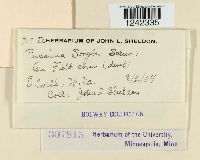 Puccinia sorghi image