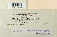 Puccinia sorghi image