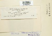 Puccinia sorghi image