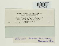 Puccinia sorghi image