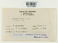 Puccinia sorghi image