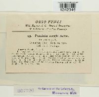 Puccinia sorghi image