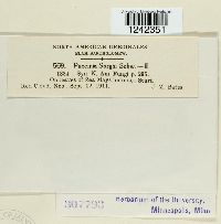 Puccinia sorghi image