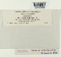 Puccinia sorghi image