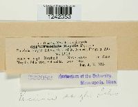 Puccinia sorghi image