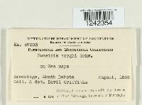 Puccinia sorghi image