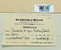 Puccinia sorghi image