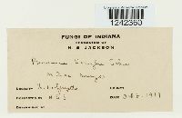 Puccinia sorghi image