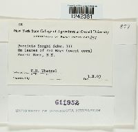 Puccinia sorghi image