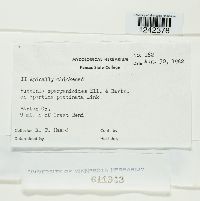 Puccinia sparganioides image