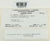 Puccinia sorghi image