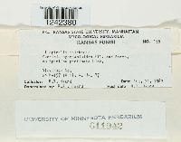 Puccinia sparganioides image