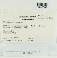 Puccinia sparganioides image