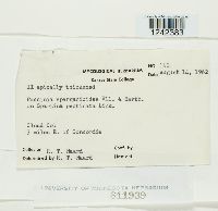 Puccinia sparganioides image