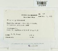 Puccinia sparganioides image