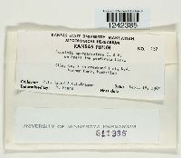 Puccinia sparganioides image