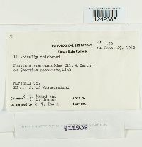 Puccinia sparganioides image