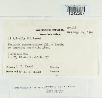 Puccinia sparganioides image