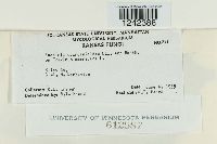 Puccinia sparganioides image