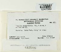 Puccinia sparganioides image