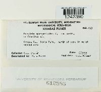 Puccinia sparganioides image