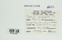 Puccinia sparganioides image