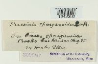 Puccinia sparganioides image