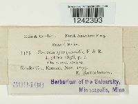 Puccinia sparganioides image