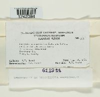 Puccinia sparganioides image