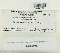 Puccinia sparganioides image