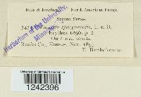 Puccinia sparganioides image