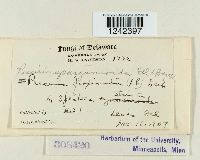 Puccinia sparganioides image