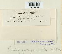 Puccinia sparganioides image