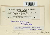 Puccinia sparganioides image