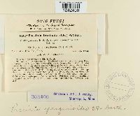 Puccinia sparganioides image