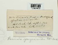 Puccinia sparganioides image