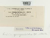 Puccinia sparganioides image